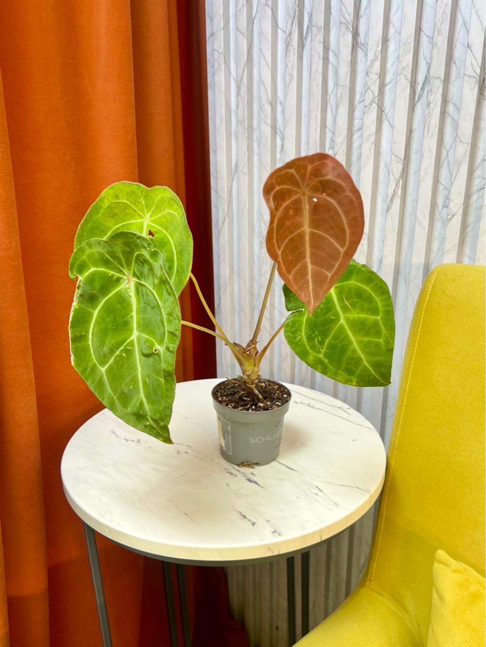Антуриум Форгетти, D10см Н25см, 1шт, Urban Jungle