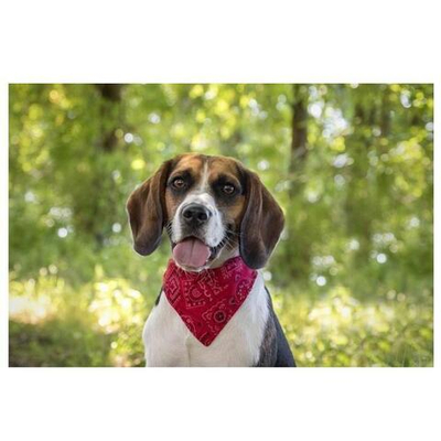 Ошейник-бандана PINTO, S 25-40 см, красный, Flamingo