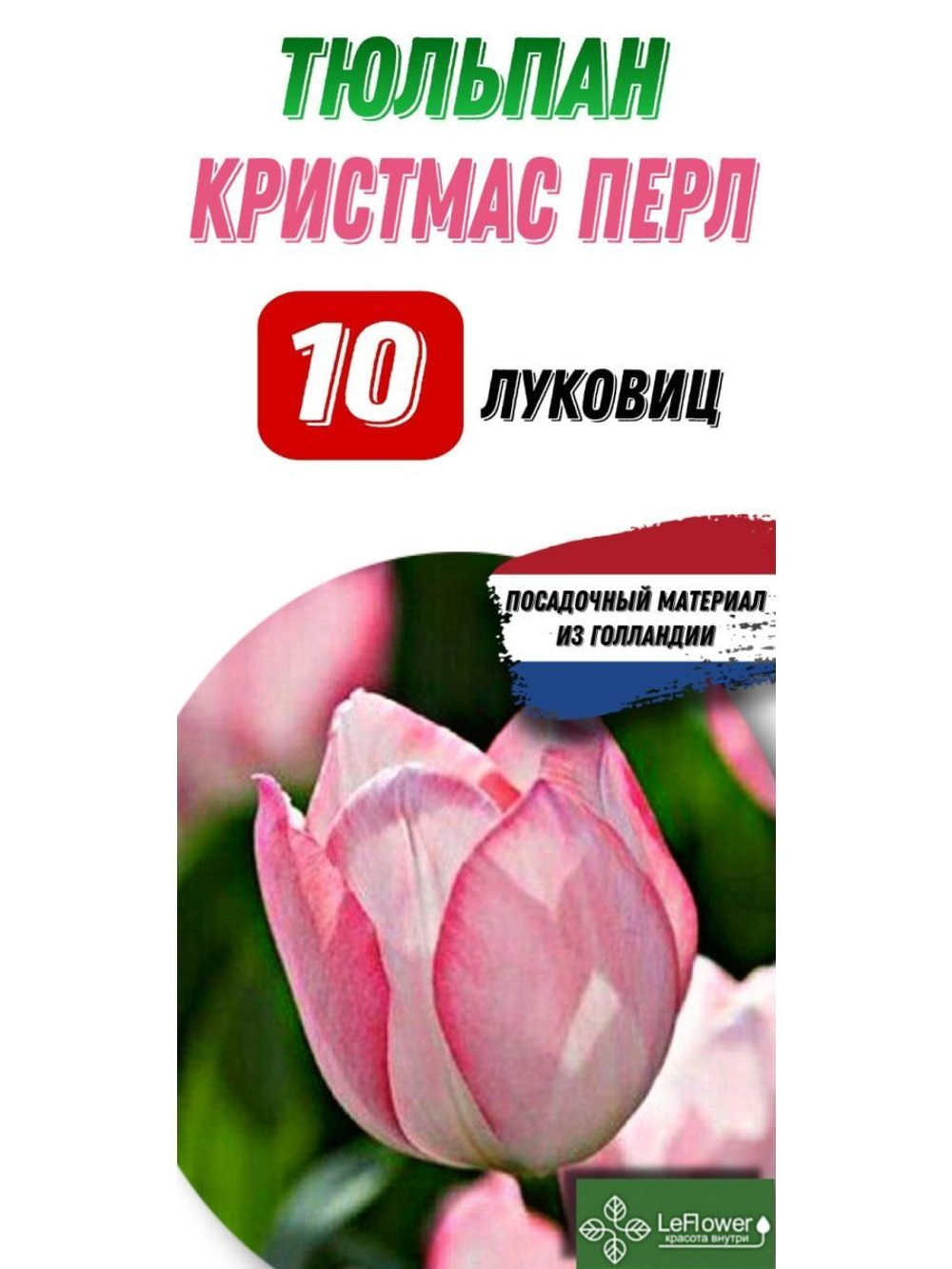 Тюльпан Луковица, Кристмас Перл, 10шт
