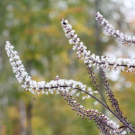 Клопогон (воронец) "Brunette". Actaea simplex "Brunette".