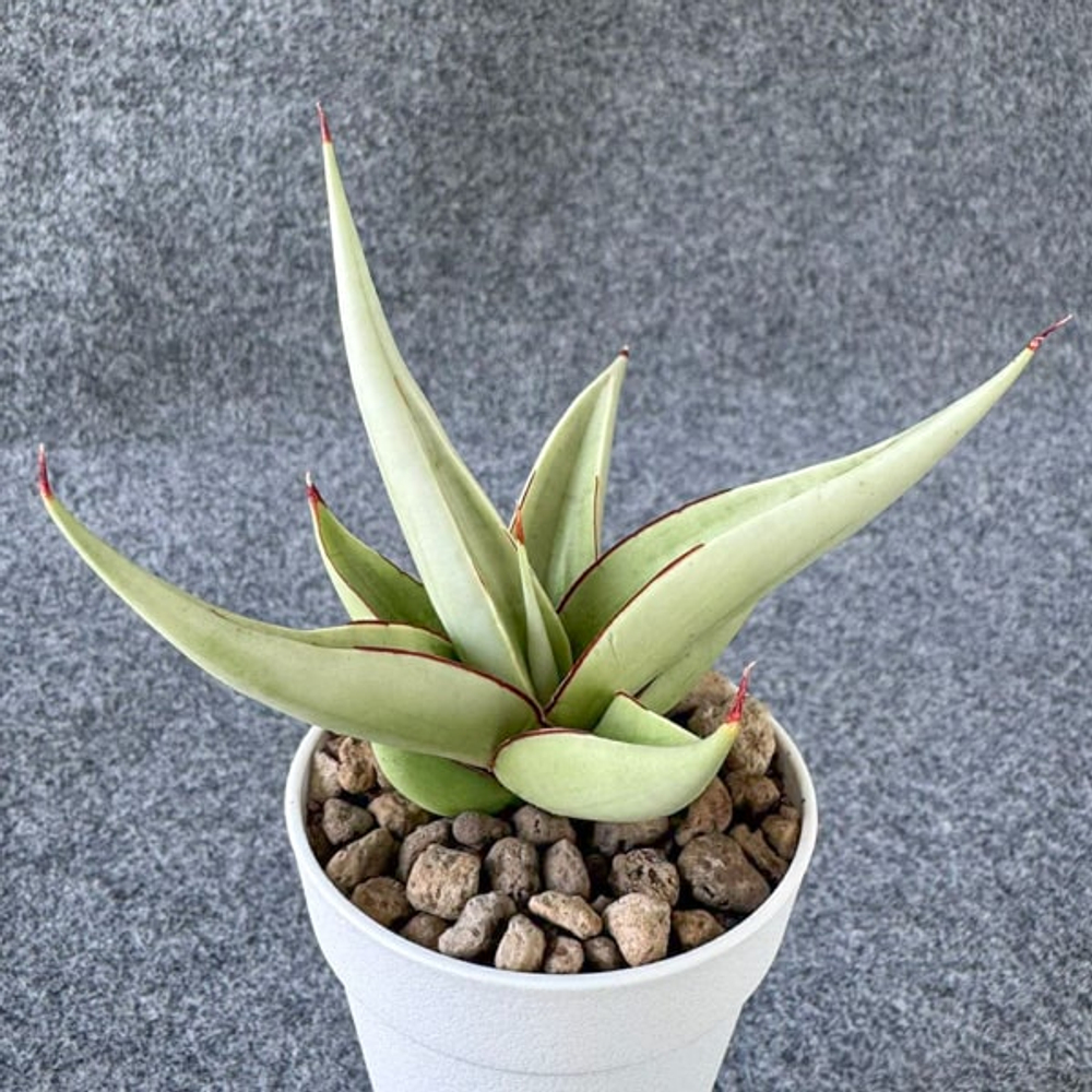 Сансевиерия CHANIN