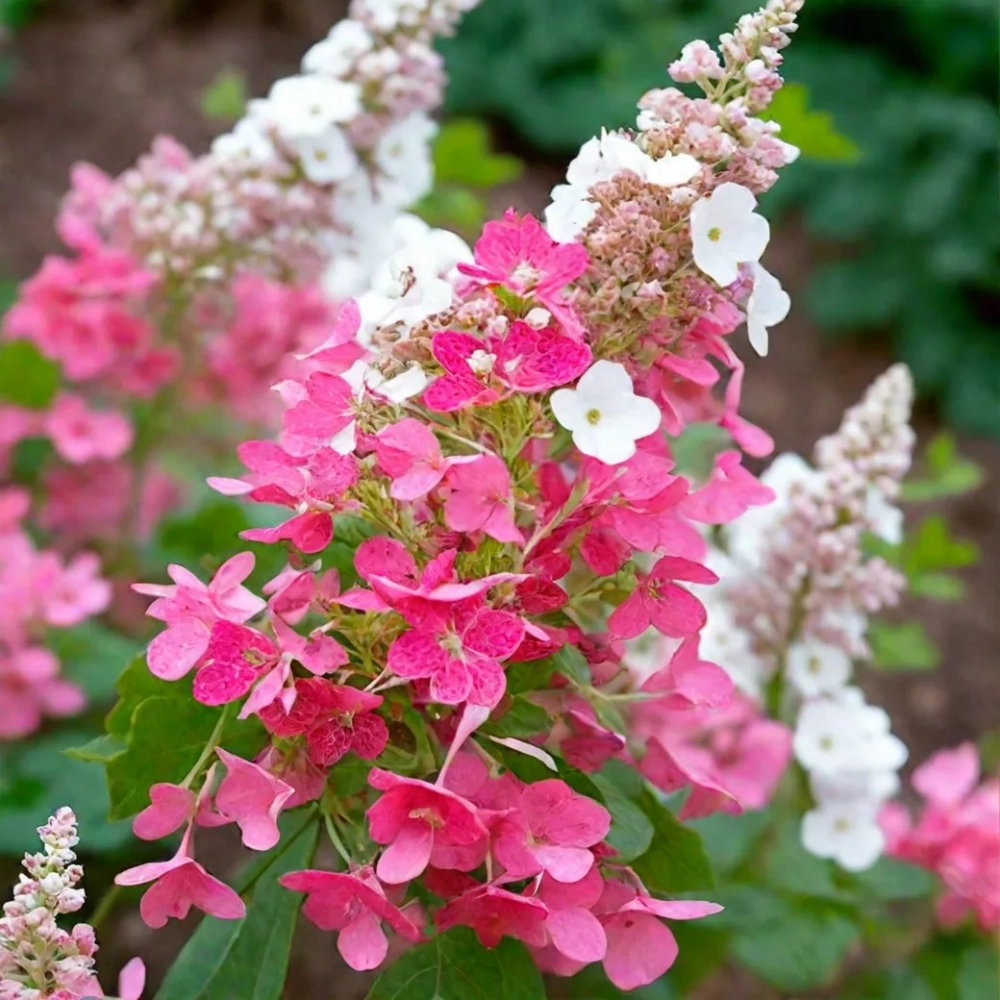 Гортензия метельчатая "КОНФЕТТИ"