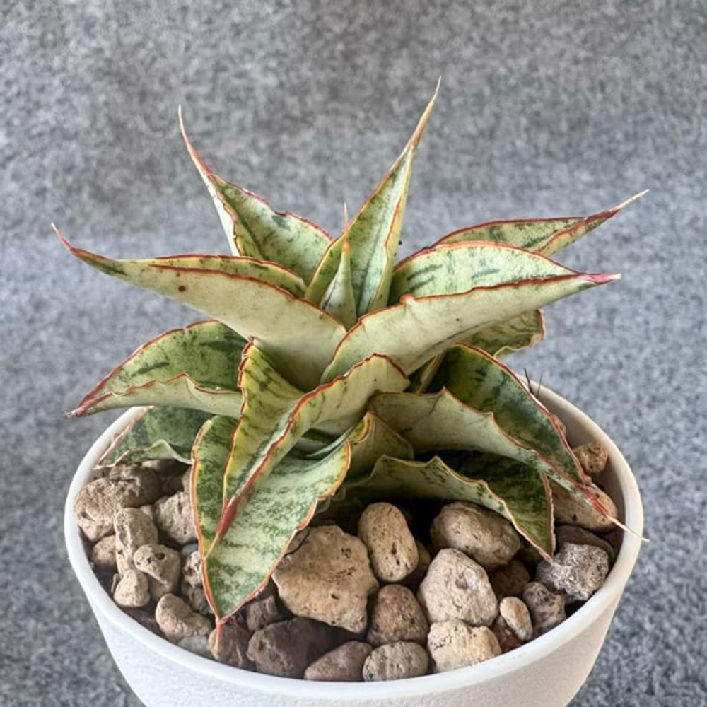 Сансевиерия SNOWFLAKE