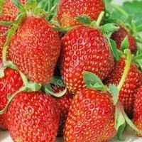 клубника ремонтантная