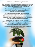 Клеродендрум Госпожи Томпсон