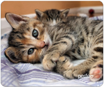 Perfeo Коврик для компьютерной мыши "Cat", Рис.46 (240*200*2 мм), ткань+резиновое основание