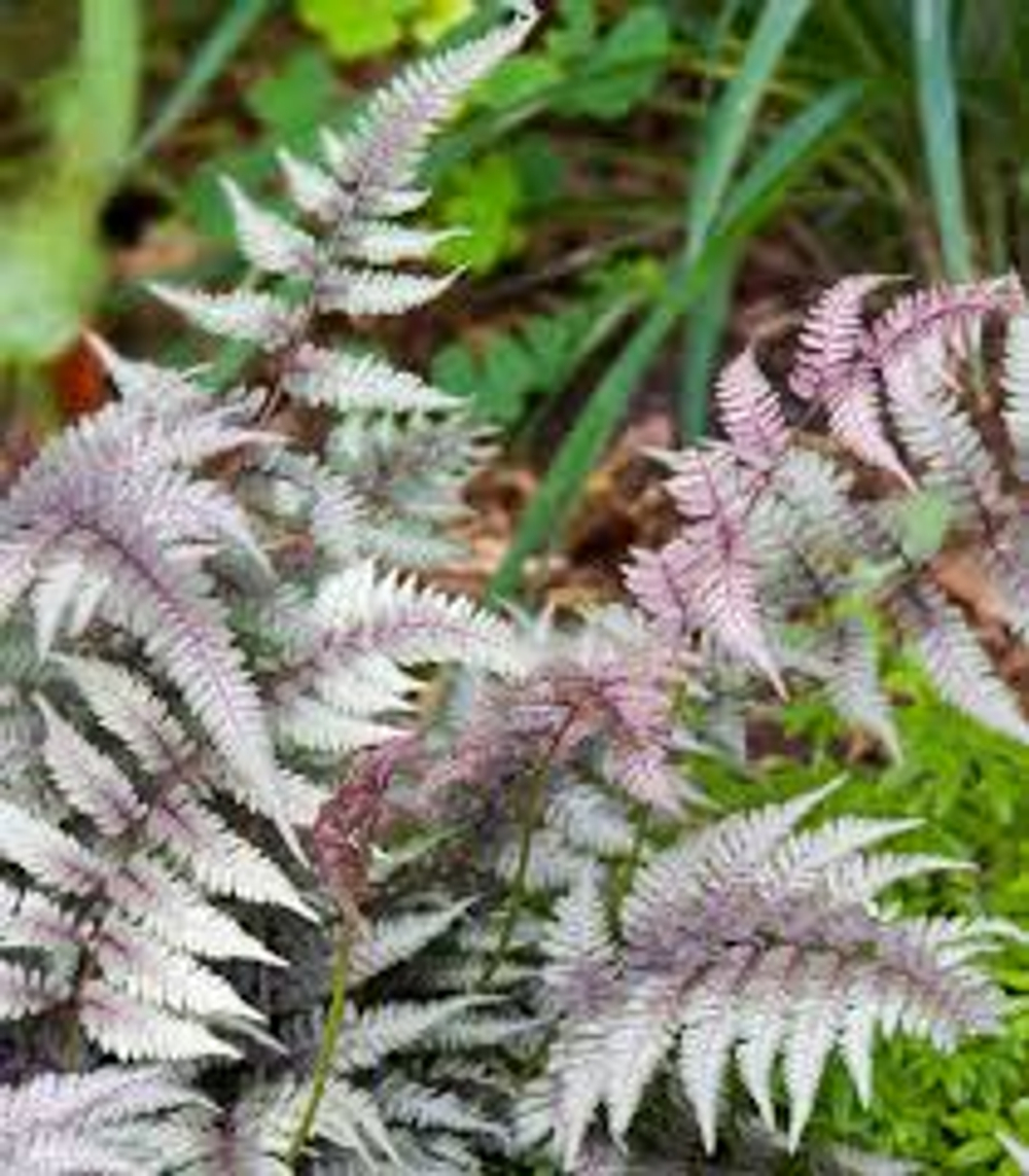 Кочедыжник ниппонский "Red Beauty". Athyrium niponicum "Red Beauty".