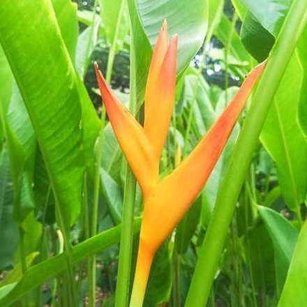 Геликония PSITTACORUM BIRD