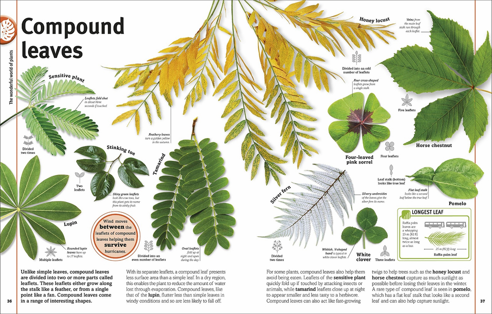 Trees, Leaves, Flowers and Seeds: A visual encyclopedia of the plant kingdom