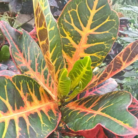 Кротон SIDOLANG GENG