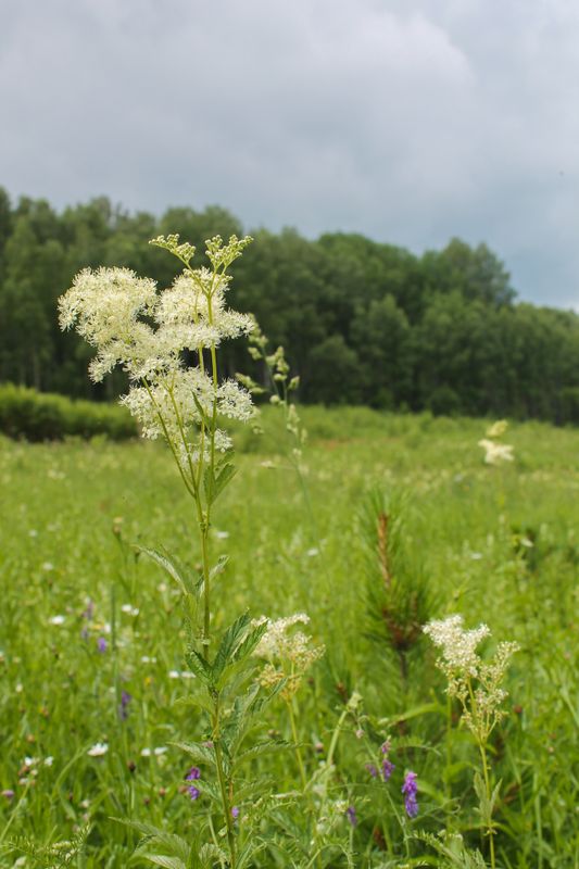 Весной организм очень нуждается в заботе и внимании - наши травяные сборы не лечат, но они точно помогают не болеть)