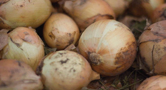 КЭНДИ F1 семена лука репчатого (Seminis | Alexagro) – фото 11