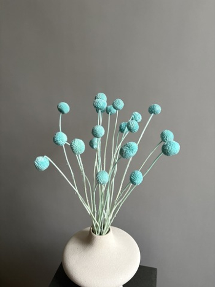 Краспедия стабилизированная голубая (упак 20 шт)