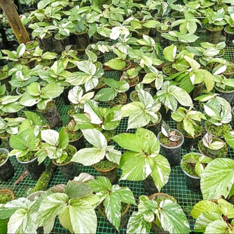 Бегонии Индонезия. Поставка июнь 2026