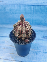 Gymnocalycium T-Rex Pink hybrid (Гимнокалициум)