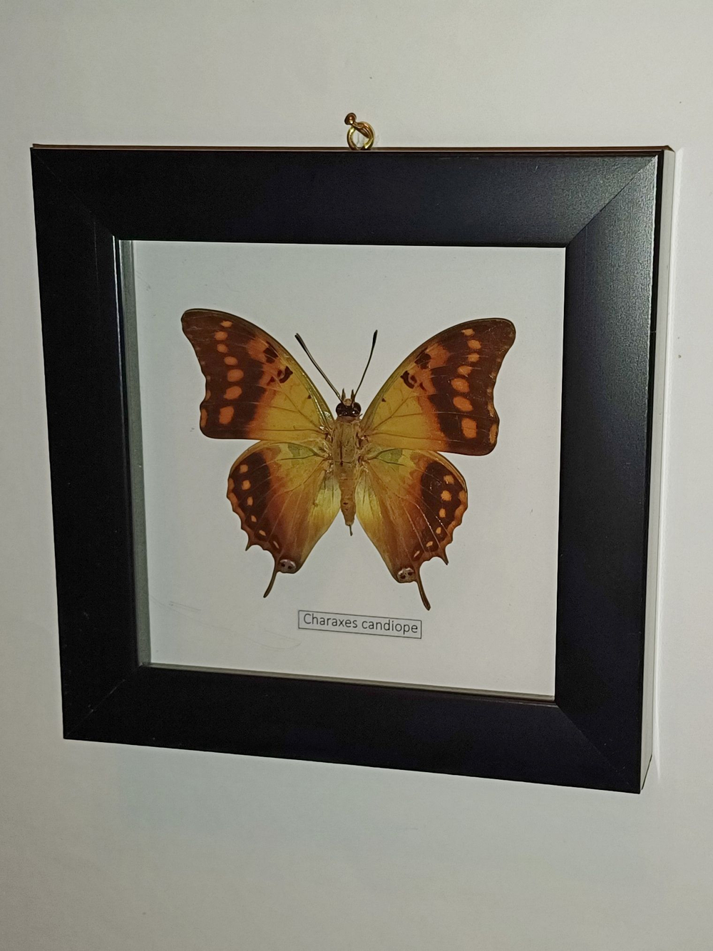 Бабочка Charaxes candiope в рамке