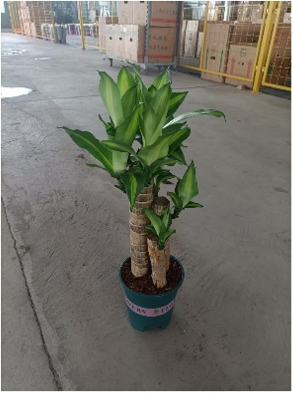 巴西木(青铁步步高)一加仑