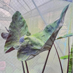 Колоказия MARINA CUP