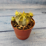 Euphorbia meloformis f. Variegated (Эуфорбия вариегатная)