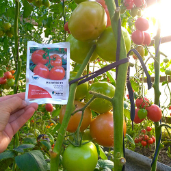Cемена томата Махитос F1