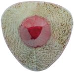 Карандаши цветные BRAUBERG "Бабочки", набор 18 цветов, трехгранные, корпус с полосками, 181286