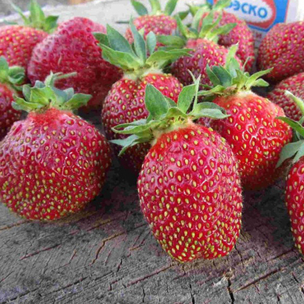 Клубника Марышка