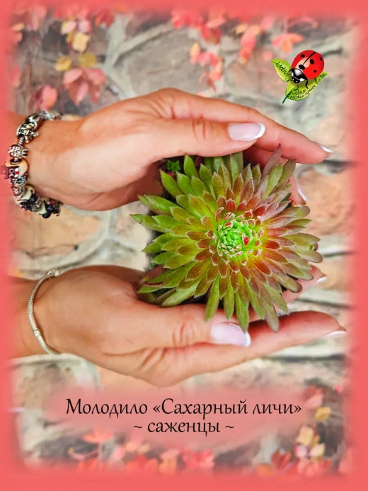 Молодило Сахарный личи Свит личи