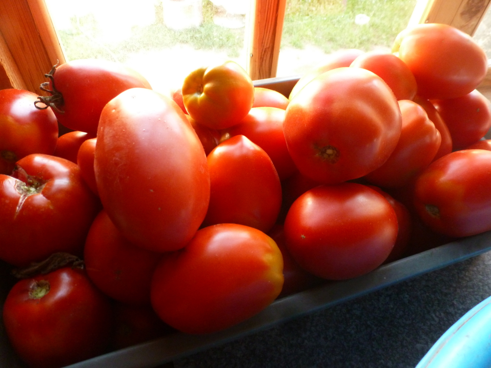 Помидоры - Amos Coli - Амос Коли