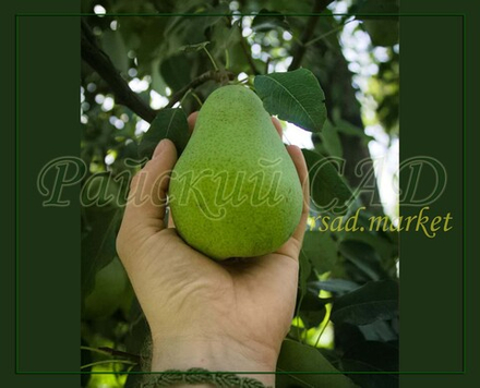 Груша Ленинградская