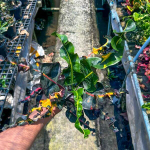 Кротон PHRANG THIP