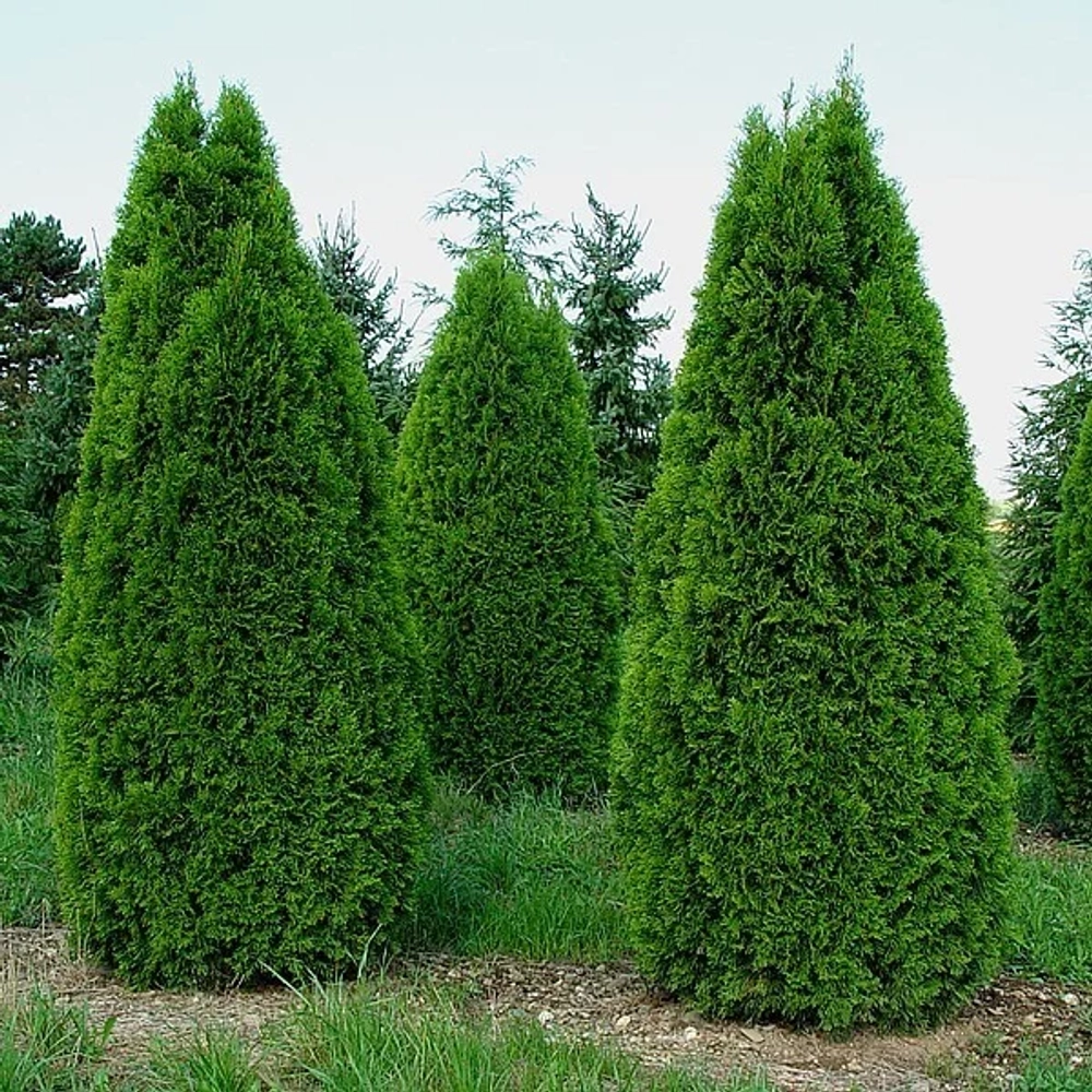 Туя западная Смарагд (Thuja occidentalis Smaragd) р9 август 2026 г