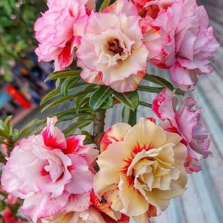 Адениум NGAN HA 11