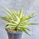 Сансевиерия CHAIYO VAR s.L