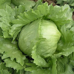 Темплин семена салата айсберг (Nunhems / Нюнемс)