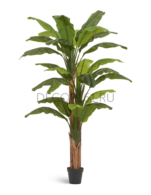 Банановое дерево в-245 см (26 листов и 3 ствола) (Sensitive Botanic) 1/1 10.0157208N