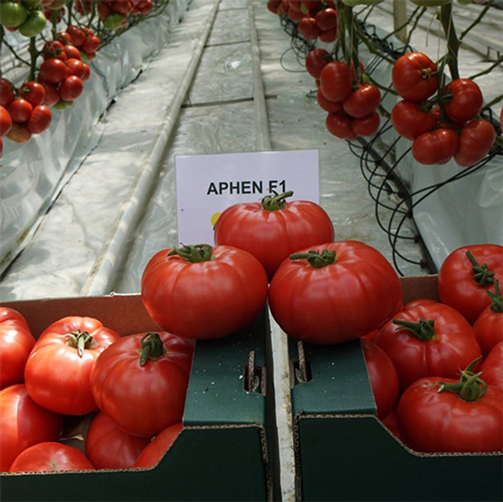 Семена томата Афен F1, Сlause, 5 шт.