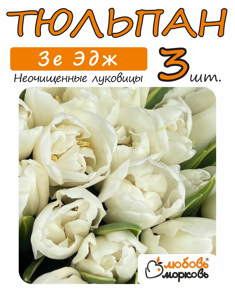 Тюльпан Луковица, Зе Эдж, 3+ шт