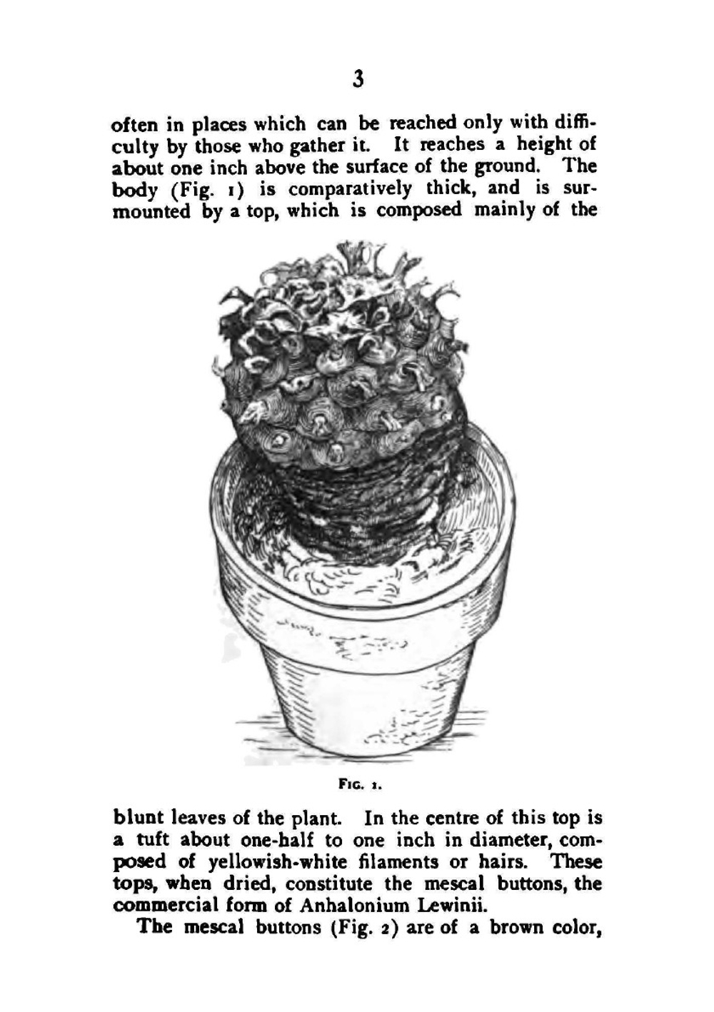 Mescal Buttons: Anahalonium Lewinii--Hennings (Lophophora Williamsii Lewin-Ii--Coulter). | D W. Prentiss