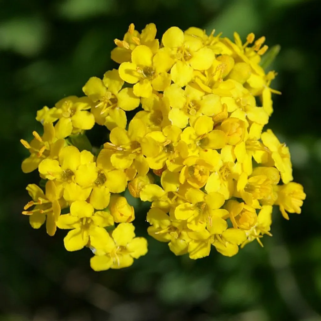 Патриния сибирская