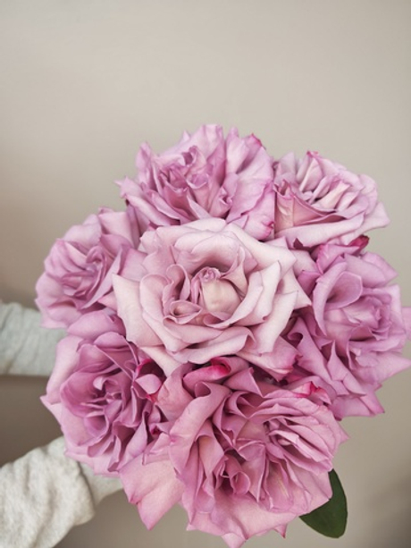 Французкая роза