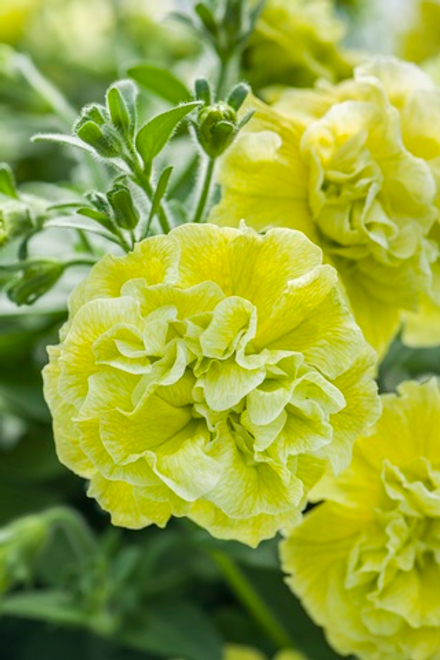 ЕВРО Новинка 2025 Петуния Tumbelina Matilda укорененный черенок ОКС февраль 26 Kohen