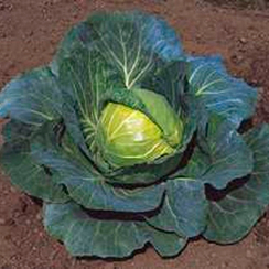 Суприм Вантаж F1 семена капусты белокочанной (Sakata / Саката)