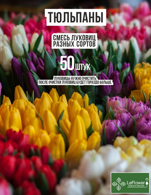 Тюльпан Луковицы неочищенные, Микс сортов, более 50шт+