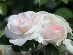 Роза Аспирин роуз штамб 90 см Закупка М21 весна 2026