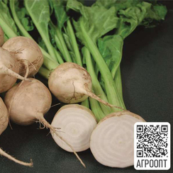 Аваланч семена свеклы (Bejo / Бейо)