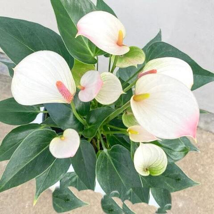 Антуриум Андрэ LIPA PINK MINI