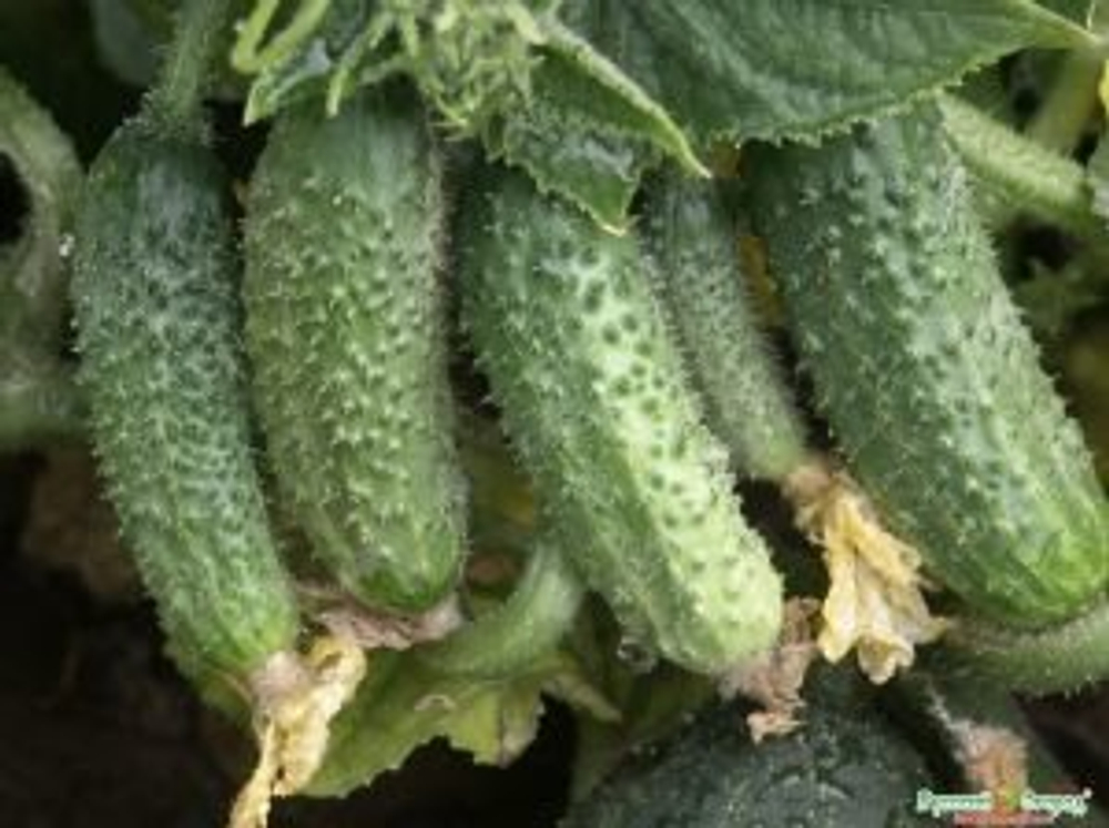 Огурец Престиж F1