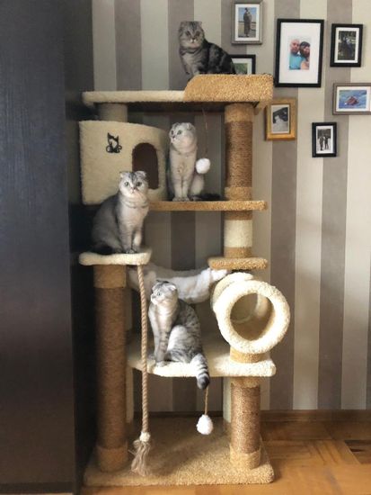 Игровой комплекс для кошки И-18