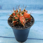 Gymnocalycium Variegata (Гимнокалициум Вариегатный)