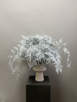 Аспарагус Veren белый 1 шт